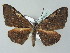  (Hypochrosis baenzigeri - BC ZSM Lep 51652)  @14 [ ] CreativeCommons - Attribution Non-Commercial Share-Alike (2011) Axel Hausmann/Bavarian State Collection of Zoology (ZSM) SNSB, Zoologische Staatssammlung Muenchen