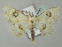  (Problepsis AH01Bu - BC ZSM Lep 51661)  @13 [ ] CreativeCommons - Attribution Non-Commercial Share-Alike (2011) Axel Hausmann/Bavarian State Collection of Zoology (ZSM) SNSB, Zoologische Staatssammlung Muenchen