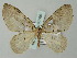  ( - BC ZSM Lep 51666)  @12 [ ] CreativeCommons - Attribution Non-Commercial Share-Alike (2011) Axel Hausmann/Bavarian State Collection of Zoology (ZSM) SNSB, Zoologische Staatssammlung Muenchen