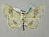  (Problepsis vulgaris - BC ZSM Lep 51692)  @13 [ ] CreativeCommons - Attribution Non-Commercial Share-Alike (2011) Axel Hausmann/Bavarian State Collection of Zoology (ZSM) SNSB, Zoologische Staatssammlung Muenchen