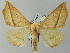  ( - BC ZSM Lep 51724)  @14 [ ] CreativeCommons - Attribution Non-Commercial Share-Alike (2011) Axel Hausmann/Bavarian State Collection of Zoology (ZSM) SNSB, Zoologische Staatssammlung Muenchen