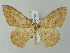  ( - BC ZSM Lep 51729)  @14 [ ] CreativeCommons - Attribution Non-Commercial Share-Alike (2011) Axel Hausmann/Bavarian State Collection of Zoology (ZSM) SNSB, Zoologische Staatssammlung Muenchen