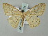  (Scopula AH04Bu - BC ZSM Lep 51731)  @13 [ ] CreativeCommons - Attribution Non-Commercial Share-Alike (2011) Axel Hausmann/Bavarian State Collection of Zoology (ZSM) SNSB, Zoologische Staatssammlung Muenchen