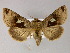  ( - BC ZSM Lep 52688)  @13 [ ] CreativeCommons - Attribution Non-Commercial Share-Alike (2011) Axel Hausmann/Bavarian State Collection of Zoology (ZSM) SNSB, Zoologische Staatssammlung Muenchen