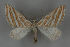  (Lithostege bosporaria - BC ZSM Lep 52689)  @11 [ ] Copyright (2011) Axel Hausmann/Bavarian State Collection of Zoology (ZSM) SNSB, Zoologische Staatssammlung Muenchen