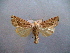  ( - BC ZSM Lep 52698)  @13 [ ] Copyright (2011) Axel Hausmann/Bavarian State Collection of Zoology (ZSM) SNSB, Zoologische Staatssammlung Muenchen