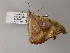 ( - BC ZSM Lep 52764)  @12 [ ] CreativeCommons - Attribution Non-Commercial Share-Alike (2011) Axel Hausmann/Bavarian State Collection of Zoology (ZSM) SNSB, Zoologische Staatssammlung Muenchen