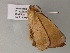  ( - BC ZSM Lep 52767)  @12 [ ] CreativeCommons - Attribution Non-Commercial Share-Alike (2011) Axel Hausmann/Bavarian State Collection of Zoology (ZSM) SNSB, Zoologische Staatssammlung Muenchen