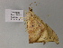  ( - BC ZSM Lep 52770)  @12 [ ] CreativeCommons - Attribution Non-Commercial Share-Alike (2011) Axel Hausmann/Bavarian State Collection of Zoology (ZSM) SNSB, Zoologische Staatssammlung Muenchen