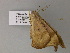 ( - BC ZSM Lep 52772)  @12 [ ] CreativeCommons - Attribution Non-Commercial Share-Alike (2011) Axel Hausmann/Bavarian State Collection of Zoology (ZSM) SNSB, Zoologische Staatssammlung Muenchen