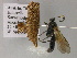  ( - BC ZSM Lep 52774)  @12 [ ] CreativeCommons - Attribution Non-Commercial Share-Alike (2011) Axel Hausmann/Bavarian State Collection of Zoology (ZSM) SNSB, Zoologische Staatssammlung Muenchen