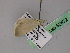  (Lithostege odessaria - BC ZSM Lep 52872)  @12 [ ] CreativeCommons - Attribution Non-Commercial Share-Alike (2011) Axel Hausmann/Bavarian State Collection of Zoology (ZSM) SNSB, Zoologische Staatssammlung Muenchen