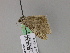  ( - BC ZSM Lep 52877)  @12 [ ] CreativeCommons - Attribution Non-Commercial Share-Alike (2011) Axel Hausmann/Bavarian State Collection of Zoology (ZSM) SNSB, Zoologische Staatssammlung Muenchen