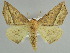  ( - BC ZSM Lep 52894)  @14 [ ] CreativeCommons - Attribution Non-Commercial Share-Alike (2011) Axel Hausmann/Bavarian State Collection of Zoology (ZSM) SNSB, Zoologische Staatssammlung Muenchen