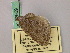  ( - BC ZSM Lep 52959)  @12 [ ] CreativeCommons - Attribution Non-Commercial Share-Alike (2011) Axel Hausmann/Bavarian State Collection of Zoology (ZSM) SNSB, Zoologische Staatssammlung Muenchen