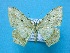  ( - BC ZSM Lep 53760)  @13 [ ] Copyright (2011) Axel Hausmann/Bavarian State Collection of Zoology (ZSM) SNSB, Zoologische Staatssammlung Muenchen