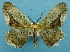  ( - BC ZSM Lep 53804)  @14 [ ] Copyright (2011) Axel Hausmann/Bavarian State Collection of Zoology (ZSM) SNSB, Zoologische Staatssammlung Muenchen