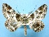  ( - BC ZSM Lep 53820)  @11 [ ] Copyright (2011) Axel Hausmann/Bavarian State Collection of Zoology (ZSM) SNSB, Zoologische Staatssammlung Muenchen