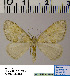  (Thera HL01Ru - BC ZSM Lep 54489)  @11 [ ] Copyright (2011) Axel Hausmann/Bavarian State Collection of Zoology (ZSM) SNSB, Zoologische Staatssammlung Muenchen