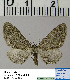  ( - BC ZSM Lep 54503)  @13 [ ] Copyright (2011) Axel Hausmann/Bavarian State Collection of Zoology (ZSM) SNSB, Zoologische Staatssammlung Muenchen