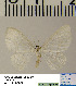  (Asthena albulataHL01Ru - BC ZSM Lep 54520)  @13 [ ] Copyright (2011) Axel Hausmann/Bavarian State Collection of Zoology (ZSM) SNSB, Zoologische Staatssammlung Muenchen