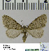  ( - BC ZSM Lep 54522)  @13 [ ] Copyright (2011) Axel Hausmann/Bavarian State Collection of Zoology (ZSM) SNSB, Zoologische Staatssammlung Muenchen