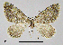  ( - BC ZSM Lep 54529)  @14 [ ] Copyright (2011) Axel Hausmann/Bavarian State Collection of Zoology (ZSM) SNSB, Zoologische Staatssammlung Muenchen