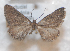 (Ekboarmia miniaria - BC ZSM Lep 54535)  @13 [ ] Copyright (2011) Axel Hausmann/Bavarian State Collection of Zoology (ZSM) SNSB, Zoologische Staatssammlung Muenchen