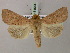  ( - BC ZSM Lep 54544)  @15 [ ] Copyright (2011) Axel Hausmann/Bavarian State Collection of Zoology (ZSM) SNSB, Zoologische Staatssammlung Muenchen