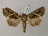  ( - BC ZSM Lep 54547)  @15 [ ] Copyright (2011) Axel Hausmann/Bavarian State Collection of Zoology (ZSM) SNSB, Zoologische Staatssammlung Muenchen