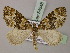 ( - BC ZSM Lep 54548)  @14 [ ] Copyright (2011) Axel Hausmann/Bavarian State Collection of Zoology (ZSM) SNSB, Zoologische Staatssammlung Muenchen