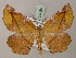  ( - BC ZSM Lep 54556)  @14 [ ] Copyright (2011) Axel Hausmann/Bavarian State Collection of Zoology (ZSM) SNSB, Zoologische Staatssammlung Muenchen
