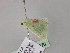  ( - BC ZSM Lep 54570)  @12 [ ] CreativeCommons - Attribution Non-Commercial Share-Alike (2011) Axel Hausmann/Bavarian State Collection of Zoology (ZSM) SNSB, Zoologische Staatssammlung Muenchen