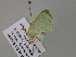  ( - BC ZSM Lep 54572)  @12 [ ] CreativeCommons - Attribution Non-Commercial Share-Alike (2011) Axel Hausmann/Bavarian State Collection of Zoology (ZSM) SNSB, Zoologische Staatssammlung Muenchen