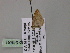  (Idaea AH01Za - BC ZSM Lep 54581)  @12 [ ] CreativeCommons - Attribution Non-Commercial Share-Alike (2011) Axel Hausmann/Bavarian State Collection of Zoology (ZSM) SNSB, Zoologische Staatssammlung Muenchen