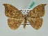  (Agnidra scabiosa - BC ZSM Lep 42620)  @11 [ ] CreativeCommons - Attribution Non-Commercial Share-Alike (2010) Axel Hausmann/Bavarian State Collection of Zoology (ZSM) SNSB, Zoologische Staatssammlung Muenchen
