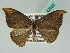  ( - BC ZSM Lep 42622)  @11 [ ] CreativeCommons - Attribution Non-Commercial Share-Alike (2010) Axel Hausmann/Bavarian State Collection of Zoology (ZSM) SNSB, Zoologische Staatssammlung Muenchen