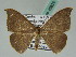  (Microblepsis - BC ZSM Lep 42626)  @14 [ ] CreativeCommons - Attribution Non-Commercial Share-Alike (2010) Axel Hausmann/Bavarian State Collection of Zoology (ZSM) SNSB, Zoologische Staatssammlung Muenchen