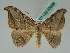  ( - BC ZSM Lep 42628)  @15 [ ] CreativeCommons - Attribution Non-Commercial Share-Alike (2010) Axel Hausmann/Bavarian State Collection of Zoology (ZSM) SNSB, Zoologische Staatssammlung Muenchen