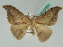  ( - BC ZSM Lep 42629)  @11 [ ] CreativeCommons - Attribution Non-Commercial Share-Alike (2010) Axel Hausmann/Bavarian State Collection of Zoology (ZSM) SNSB, Zoologische Staatssammlung Muenchen