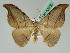  ( - BC ZSM Lep 42630)  @11 [ ] CreativeCommons - Attribution Non-Commercial Share-Alike (2010) Axel Hausmann/Bavarian State Collection of Zoology (ZSM) SNSB, Zoologische Staatssammlung Muenchen