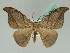  (Nordstromia - BC ZSM Lep 42631)  @15 [ ] CreativeCommons - Attribution Non-Commercial Share-Alike (2010) Axel Hausmann/Bavarian State Collection of Zoology (ZSM) SNSB, Zoologische Staatssammlung Muenchen
