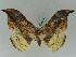  (Canucha miranda - BC ZSM Lep 42638)  @11 [ ] CreativeCommons - Attribution Non-Commercial Share-Alike (2010) Axel Hausmann/Bavarian State Collection of Zoology (ZSM) SNSB, Zoologische Staatssammlung Muenchen