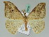  (Drepana pallida - BC ZSM Lep 42639)  @11 [ ] CreativeCommons - Attribution Non-Commercial Share-Alike (2010) Axel Hausmann/Bavarian State Collection of Zoology (ZSM) SNSB, Zoologische Staatssammlung Muenchen