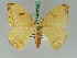  (Callidrepana patrana - BC ZSM Lep 42653)  @13 [ ] CreativeCommons - Attribution Non-Commercial Share-Alike (2010) Axel Hausmann/Bavarian State Collection of Zoology (ZSM) SNSB, Zoologische Staatssammlung Muenchen