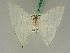  ( - BC ZSM Lep 42656)  @11 [ ] CreativeCommons - Attribution Non-Commercial Share-Alike (2010) Axel Hausmann/Bavarian State Collection of Zoology (ZSM) SNSB, Zoologische Staatssammlung Muenchen