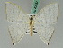  ( - BC ZSM Lep 42657)  @11 [ ] CreativeCommons - Attribution Non-Commercial Share-Alike (2010) Axel Hausmann/Bavarian State Collection of Zoology (ZSM) SNSB, Zoologische Staatssammlung Muenchen