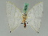  ( - BC ZSM Lep 42658)  @11 [ ] CreativeCommons - Attribution Non-Commercial Share-Alike (2010) Axel Hausmann/Bavarian State Collection of Zoology (ZSM) SNSB, Zoologische Staatssammlung Muenchen