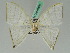  ( - BC ZSM Lep 42659)  @12 [ ] CreativeCommons - Attribution Non-Commercial Share-Alike (2010) Axel Hausmann/Bavarian State Collection of Zoology (ZSM) SNSB, Zoologische Staatssammlung Muenchen