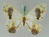  ( - BC ZSM Lep 42668)  @11 [ ] CreativeCommons - Attribution Non-Commercial Share-Alike (2010) Axel Hausmann/Bavarian State Collection of Zoology (ZSM) SNSB, Zoologische Staatssammlung Muenchen